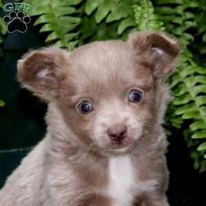 Ricky, Chihuahua Puppy