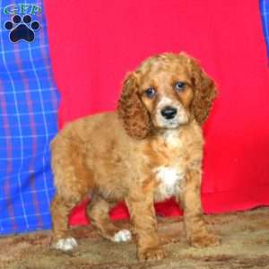 Ricky, Cockapoo Puppy