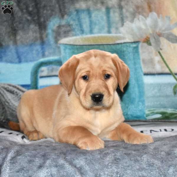 Rider, Yellow Labrador Retriever Puppy