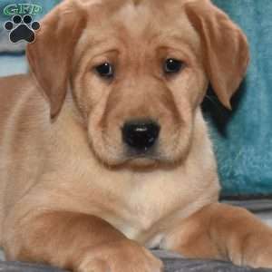 Rider, Yellow Labrador Retriever Puppy