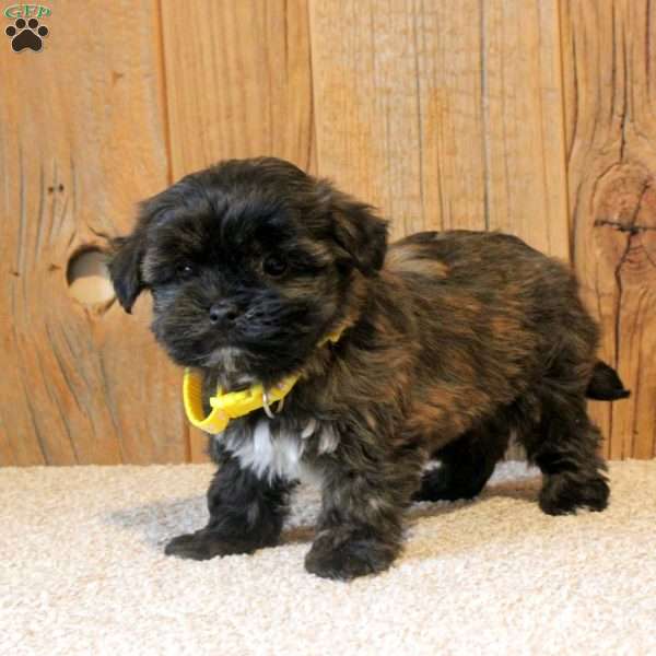 Riley, Havapoo Puppy