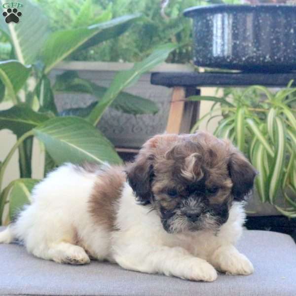 Riley, Teddy Bear Puppy