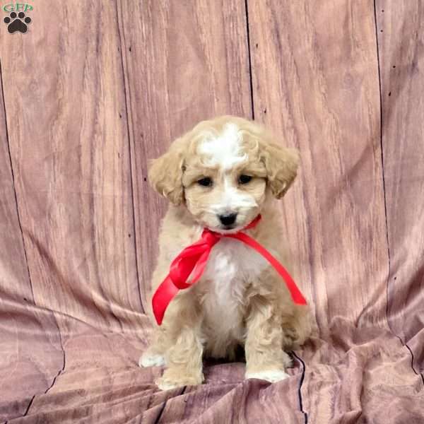 Riley, Bich-Poo Puppy