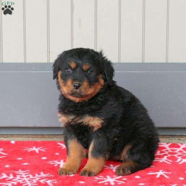 Riley, Rottweiler Puppy