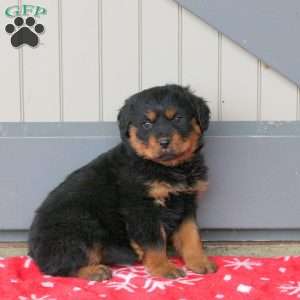 Riley, Rottweiler Puppy