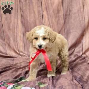 Riley, Bich-Poo Puppy