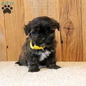 Riley, Havapoo Puppy