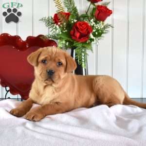 Riley, Fox Red Labrador Retriever Puppy