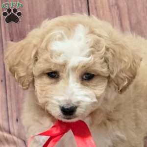 Riley, Bich-Poo Puppy