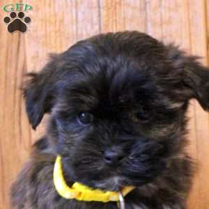 Riley, Havapoo Puppy