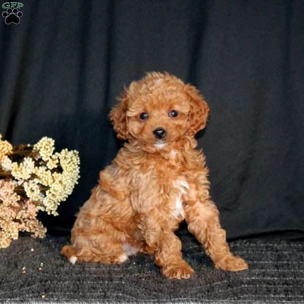 Riley, Cavapoo Puppy