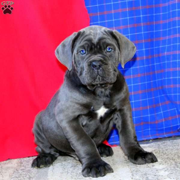 Riley, Cane Corso Puppy