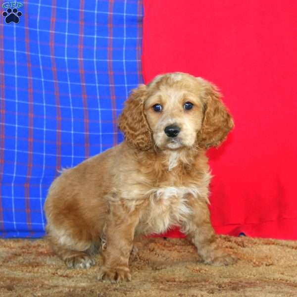 Riley, Cockapoo Puppy