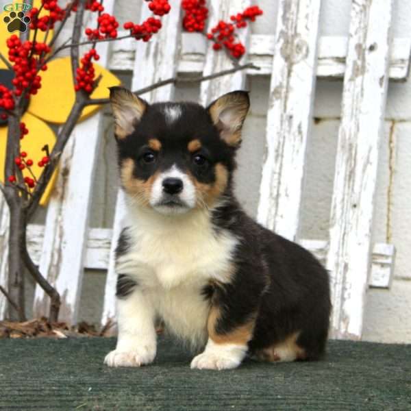 Riley, Pembroke Welsh Corgi Puppy
