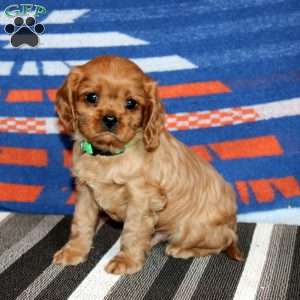 Riley, Cavalier King Charles Spaniel Puppy