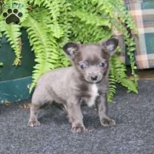 Riley, Chihuahua Puppy