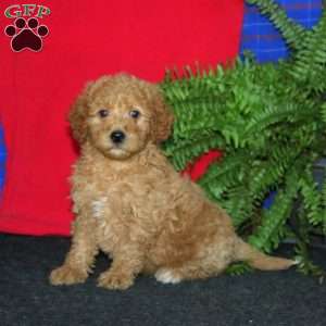 Riley, Goldendoodle Puppy