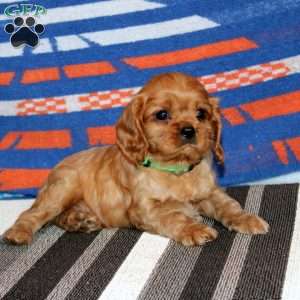 Riley, Cavalier King Charles Spaniel Puppy