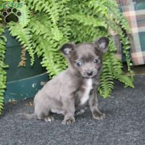 Riley, Chihuahua Puppy