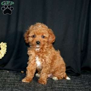 Riley, Cavapoo Puppy