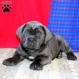 Riley, Cane Corso Puppy