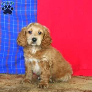 Riley, Cockapoo Puppy