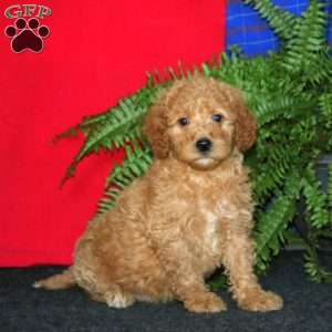 Riley, Goldendoodle Puppy