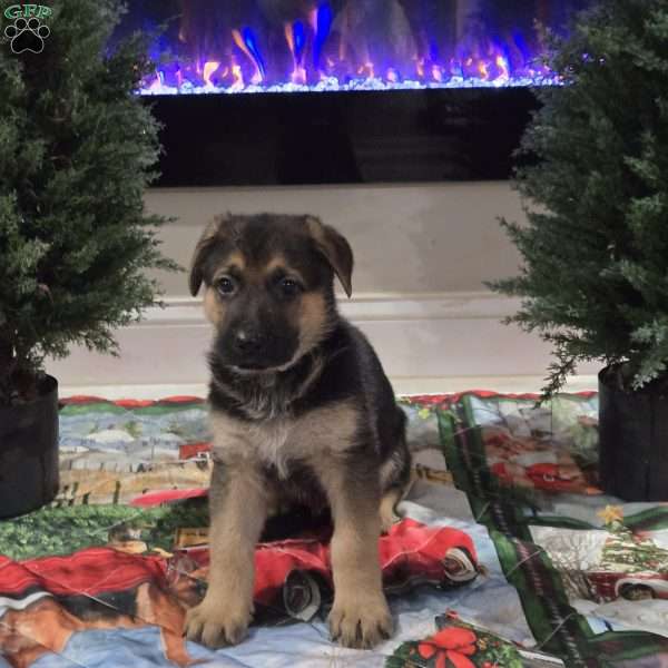 Roadrunner, German Shepherd Puppy