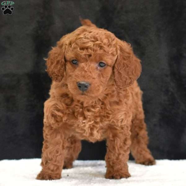 Robbie, Mini Goldendoodle Puppy