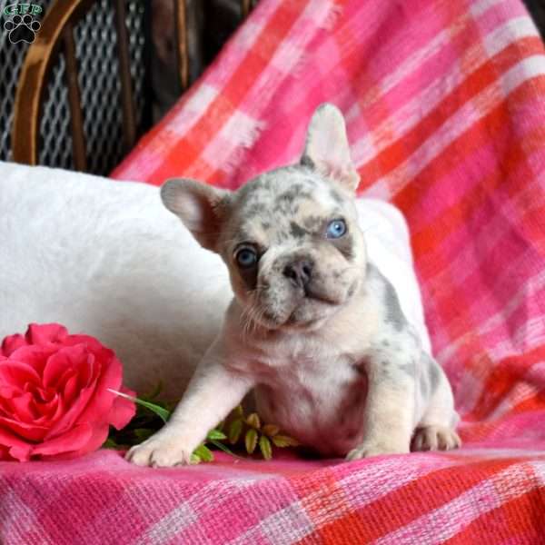 Rocky, French Bulldog Puppy