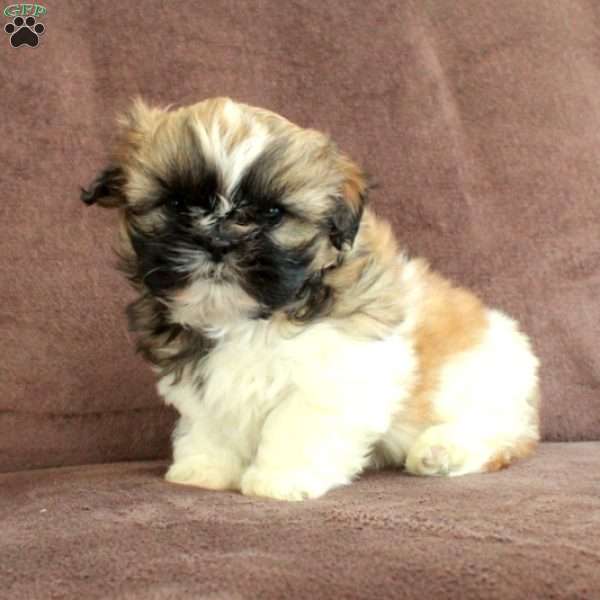 Rocky, Shih Tzu Puppy