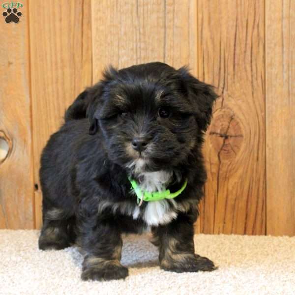 Rocky, Havapoo Puppy