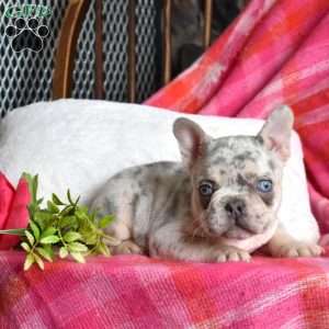 Rocky, French Bulldog Puppy