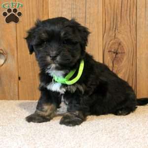 Rocky, Havapoo Puppy