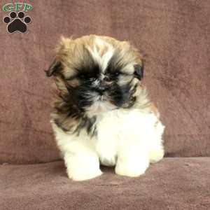Rocky, Shih Tzu Puppy