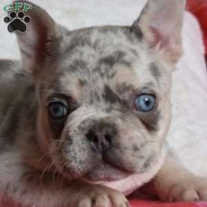 Rocky, French Bulldog Puppy