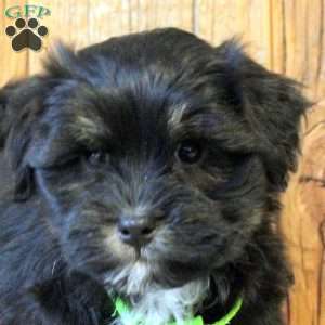 Rocky, Havapoo Puppy