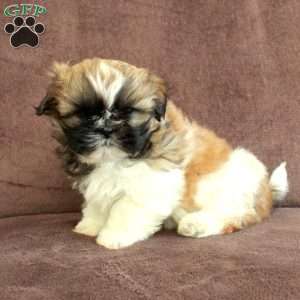 Rocky, Shih Tzu Puppy