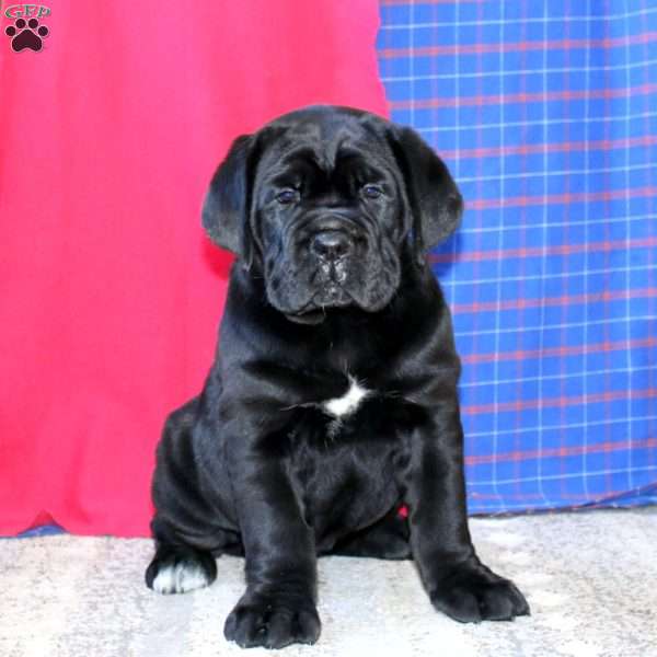 Rocky, Cane Corso Puppy