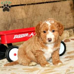 Rocky, Miniature Poodle Mix Puppy