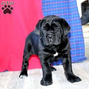 Rocky, Cane Corso Puppy