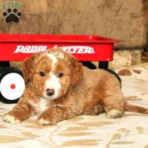 Rocky, Miniature Poodle Mix Puppy