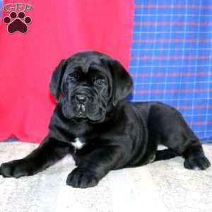 Rocky, Cane Corso Puppy