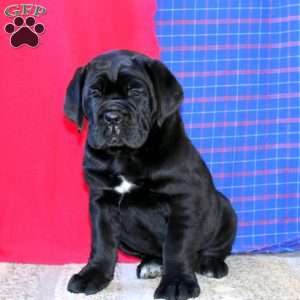 Rocky, Cane Corso Puppy