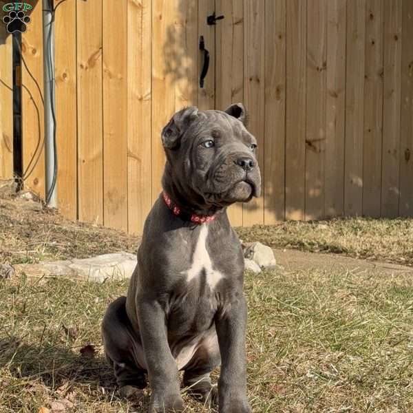 Rocky, Cane Corso Puppy