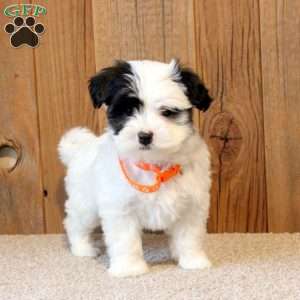 Romeo, Havapoo Puppy