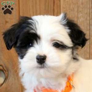 Romeo, Havapoo Puppy