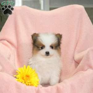 Ronald, Pomeranian Puppy