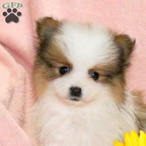 Ronald, Pomeranian Puppy