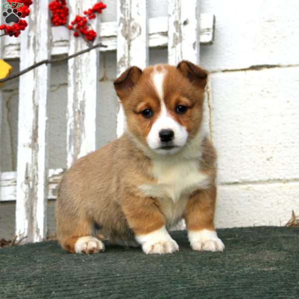 Ronald, Pembroke Welsh Corgi Puppy